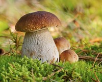 Servizio di certificazione gratuita per la commestibilità dei funghi  epigei raccolti dai cittadini