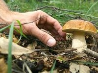 Ispettorato micologico